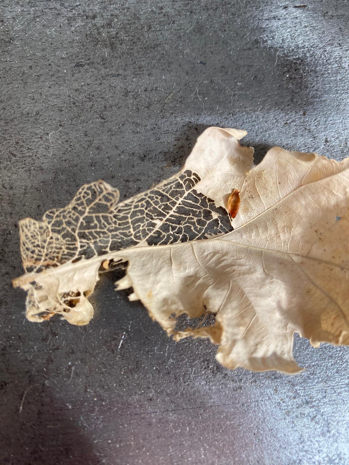 fossile
